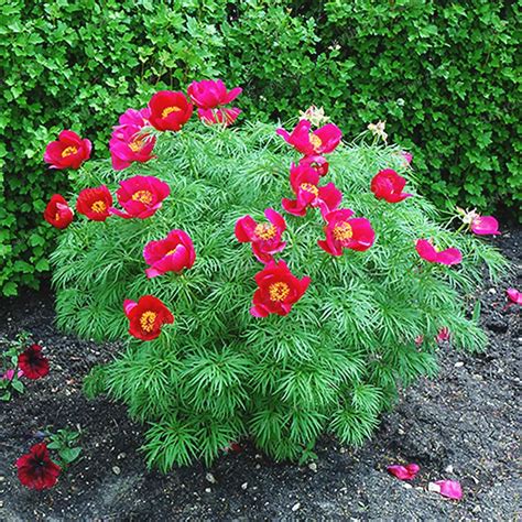 10 Pcs Paeonia Tenuifolia Seeds Fernleaf Peony Seeds Peony Flower Seeds Double Flowering ...