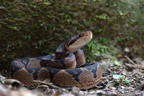 11 Snakes With Hemotoxic Venom - A-Z Animals