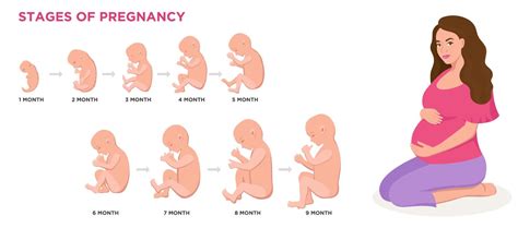 Fetal Development| Education & Empowerment | Catherine Foundation