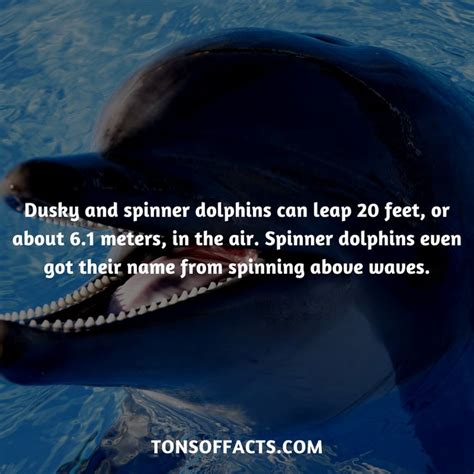 Dusky and spinner dolphins can leap 20 feet, or about 6.1 meters, in the air. Spinner dolphins ...