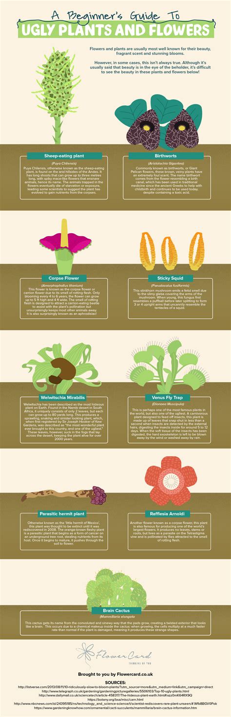 A Beginner’s Guide To Ugly Plants and Flowers [Infographic ...