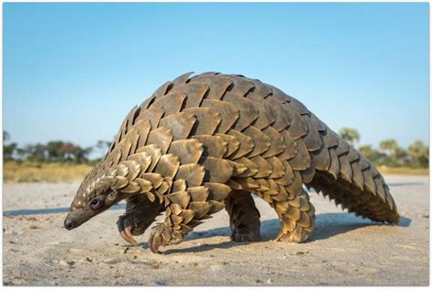 Ground pangolin © Dana Allen | Unusual animals, Weird animals ...