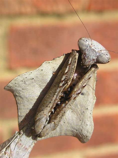 Malaysian dead leaf mantis - Reptile Forums