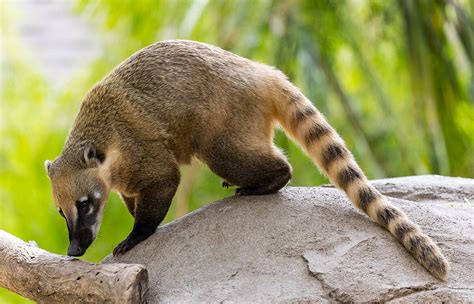 Coati | Wild America Wiki | Fandom