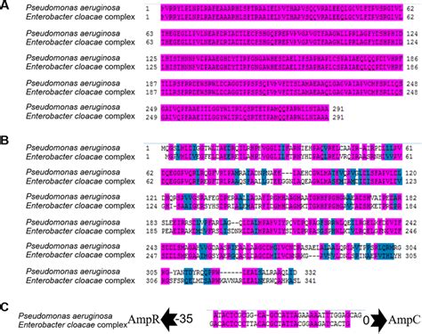 NagZ and AmpR sequence conservative analysis among Enterobacter cloacae... | Download Scientific ...