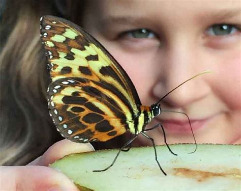 Stratford Butterfly Farm - Heroes Of Adventure