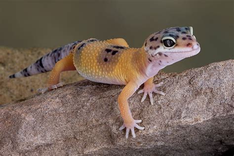 Leopard Geckos - Aquarium Adventure Chicago