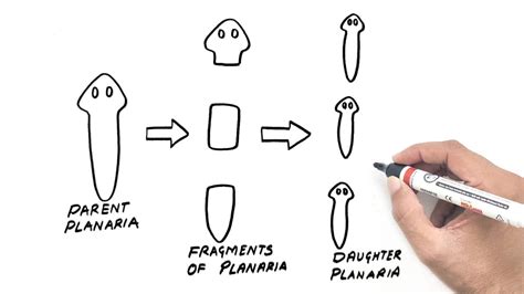 Fragmentation in Planaria | Biology Diagram | YoKidz Channel | YoKIdz Drawing - YouTube