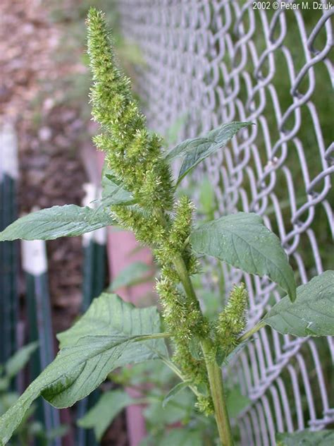 Pigweed Identification