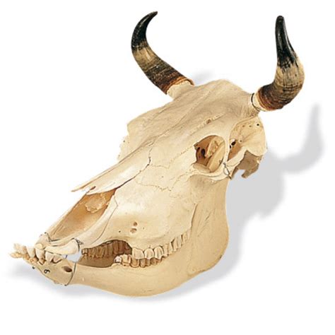 Free photo: Cow Skull - Bone, Cow, Desert - Free Download - Jooinn