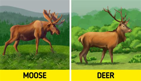 How Moose Are Different From Deer / 5-Minute Crafts