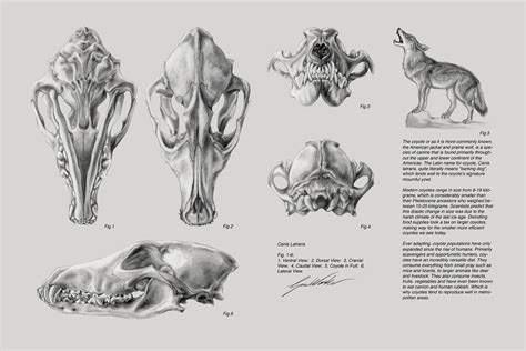 Scientific Illustration on Behance