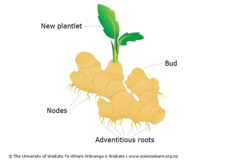 Rhizome diagram — Science Learning Hub