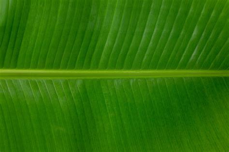 Page 4 | 41,000+ Banana Leaf Leaves Pictures