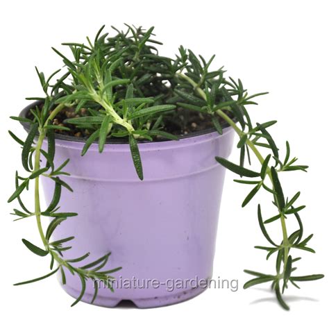 Rosmarinus prostratus, Trailing, Rosemary - Walmart.com - Walmart.com