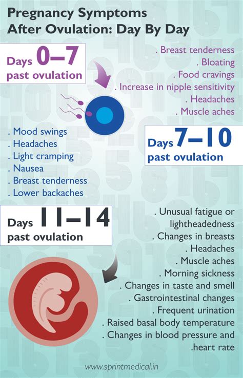 Most Common DPO (Days Past Ovulation) Symptoms During The, 55% OFF