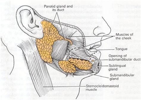 Diagram Of Salivary Glands