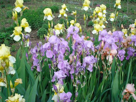 Perennial and biennial flowers - Gloriosa Garden