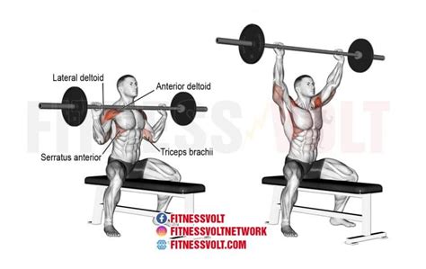 How To Do Seated Barbell Overhead Press (Shoulders) – Fitness Volt