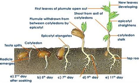 Seed germination activity