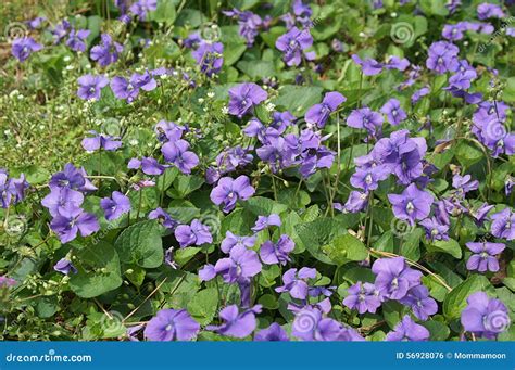 Field Of Violets Stock Photo - Image: 56928076