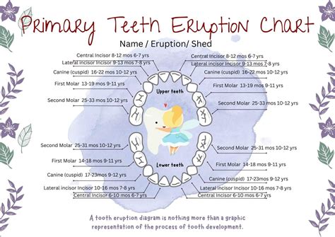 Tooth Eruption Chart & Timeline For Primary & Permanent Teeth