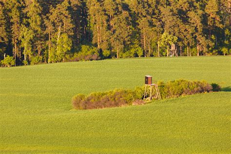 Deer Stand Free Stock Photo - Public Domain Pictures