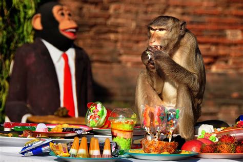 Eat Like a Monkey in Lopburi - Trazee Travel | Lopburi, Festival, Buffet