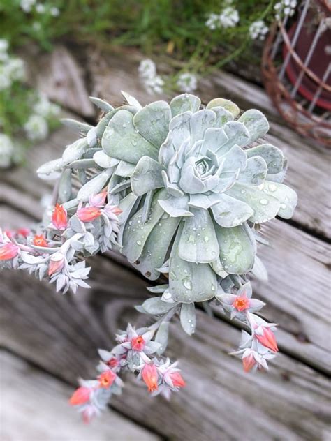 Echeveria Care: How to Care for Echeveria Succulents Indoors!