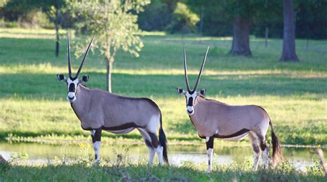 Gemsbok Antelope For Sale in Texas | Cold Creek Ranch Texas