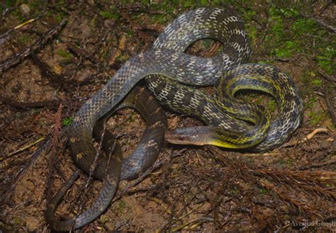 Eastern Trinket Snake (Elaphe cantoris) · iNaturalist