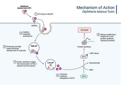 Mechanism of Action - Diphtheria Toxin | BioRender Science Templates