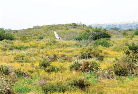 Pueo: The Elusive Hawaiian Owl - Hawaii Magazine