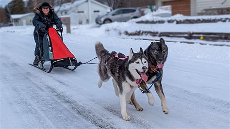 Our Husky's First Time Pulling a Dog Sled! - YouTube