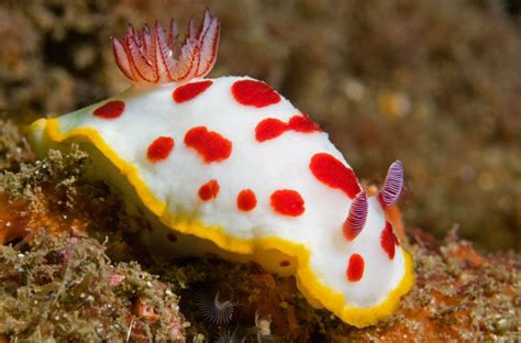 nudibranch, Chromodoris splendida, off Bare Island, Botany Bay, Australia N Animals, Colorful ...