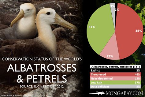 CHART: The world's most endangered albatrosses, petrels, and allies