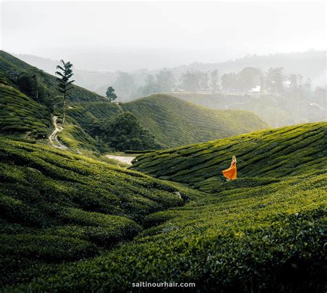 Cameron Highlands: Tea Plantations & Trails - Malaysia