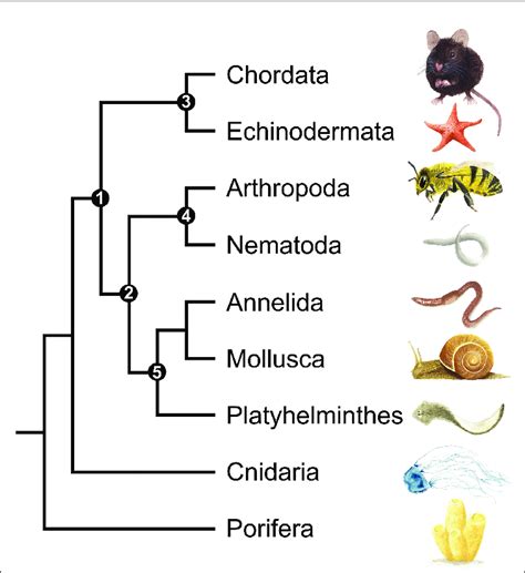 A simplified phylogenetic tree of the kingdom Animalia showing only the ...