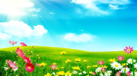 Meadow Flowers Wallpapers - Wallpaper Cave