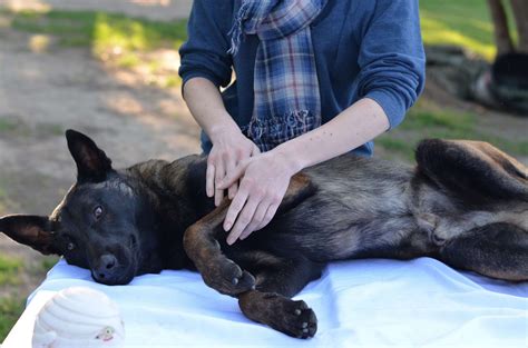 Dog Massage at Master Dog Training