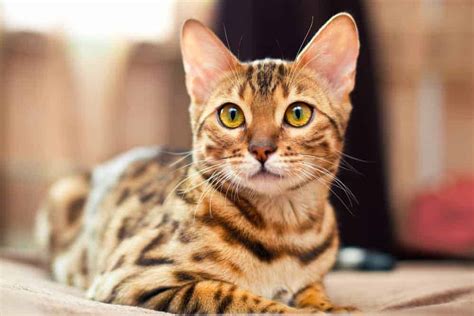 Where Do I Get A Bengal Cat at James Turk blog