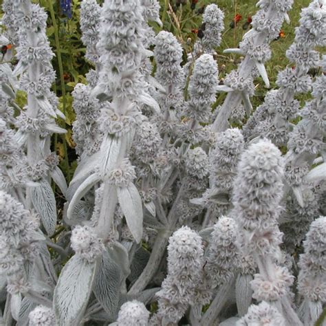 Stachys byzantina ‘Silver Carpet’ (Lamb's ears) | Plant Record & Plant ...