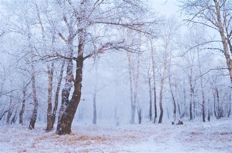 Winter Forest Free Stock Photo - Public Domain Pictures