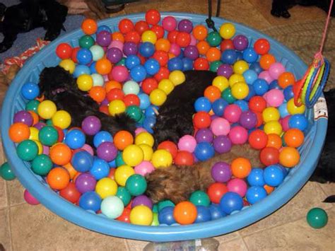 Ideas for the litters | Puppy litter, Puppy socialization, Puppy playground