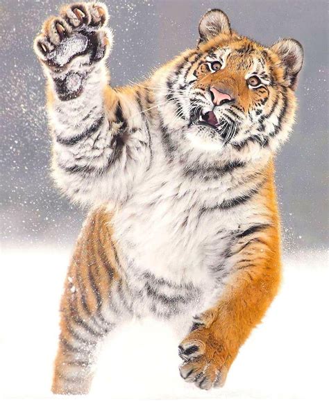 A Siberian Tiger in the Snow : r/ALLTHEANIMALS