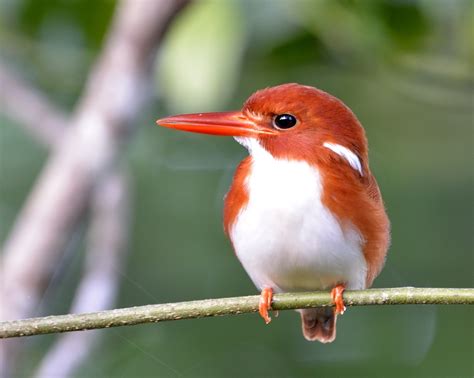 Bird in Madagascar | Pumpkin Bird