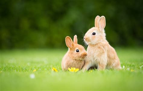 Wallpaper grass, glade, spring, rabbit, rabbits, red, flowers, a couple ...