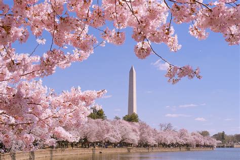 Cherry Blossoms — When Will We See Peak Bloom?