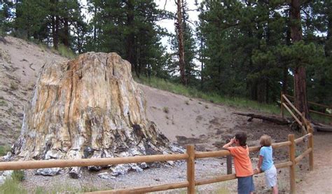 Top 10 Reasons to Visit Florissant Fossil Beds National Monument - Visit Colorado Springs Blog