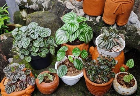 Gardening & Plants Craft Supplies & Tools Peperomia Plants etna.com.pe